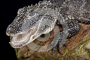 Chinese alligator (Alligator sinensis)