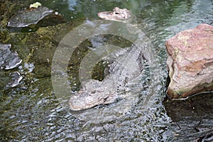 Chinese Alligator Alligator sinensis in water