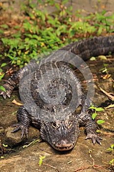 Chinese alligator