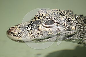 Chinese alligator