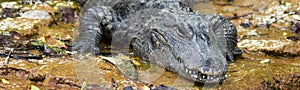 Chinese alligator lurking