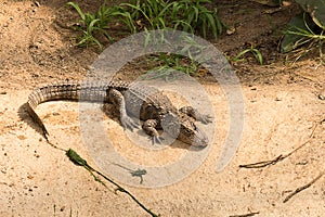 Chinese alligator lying down in the sun