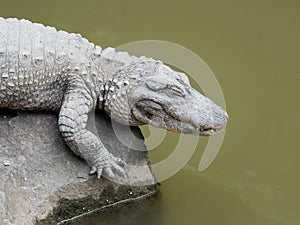 Chinese alligator sleeping on rock above water