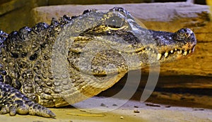 Chinese Alligator (Alligator sinensis)