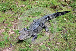 Chinese Alligator photo