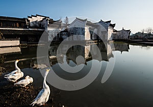 Chinese ancient water village with tradition animal, culture and life