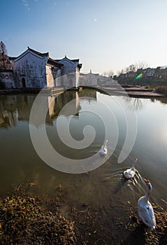 Chinese ancient water village with tradition animal, culture and life