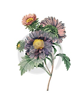 Chinese aster | Redoute Flower Illustrations photo