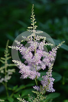 Chinese astilbe