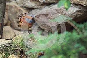 Chinese bamboo partridge