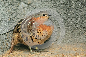Chinese bamboo partridge