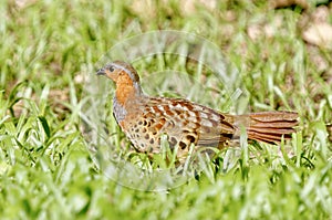 Chinese bamboo partridge bird