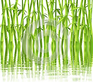 Chinese bamboo trees