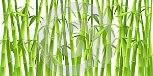 Chinese bamboo trees