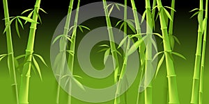 Chinese bamboo trees