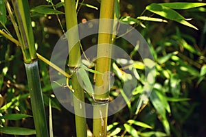 chinese bamboo trees nature