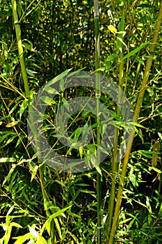 chinese bamboo trees nature