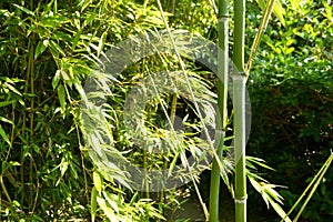 chinese bamboo trees nature