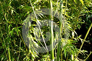 chinese bamboo trees nature