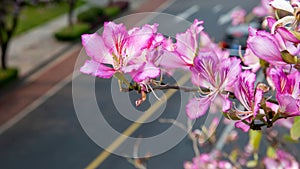 Chinese bauhinia flower