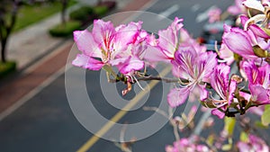 Chinese bauhinia flower photo