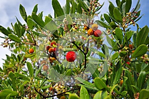 Chinese bayberry Myrica Rubra