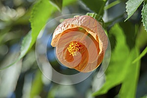 Chinese bell flower``Nabob`` close up