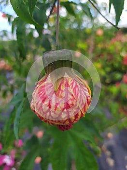 Chinese bell or Chinese Lantern hanging from the branch of the plant Farolillo chino colgada de la planta photo