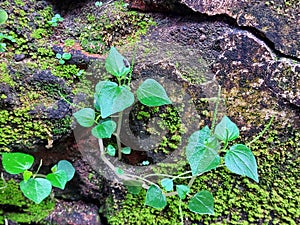 Chinese betel leaf grows in humid conditions