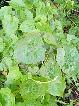 Chinese betel, a wild plant that is believed by some people as a traditional medicine.