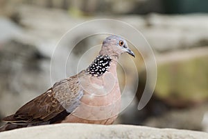 Chinese bird dove