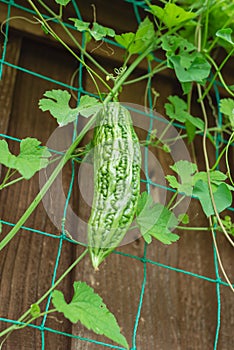 Chinese Bitter Melon fruit on vine climbing trellis netting ready to harvest at backyard garden near Dallas, Texas, USA