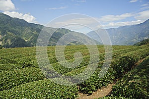 Chinese black tea field in Taiwan,asia