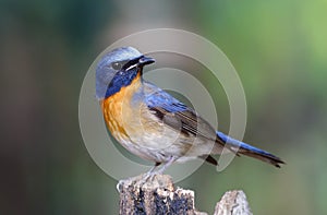 Chinese Blue Flycatcher Cyornis glaucicomans