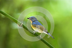 Chinese blue flycatcher Cyornis glaucicomans beautiful natural blue and orange bird in Muscicapidae family, found in