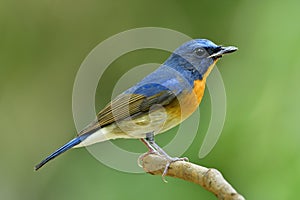 Chinese blue flycatcher Cyornis glaucicomans one of most colorful bird with blue and orange feathers during migration to