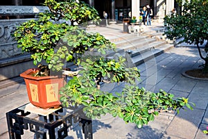 Chinese bonsai