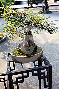 Chinese bonsai