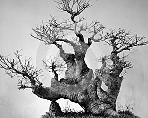 Chinese bonsai art,Abstract tree roots