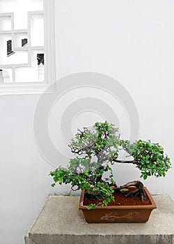 Chinese bonsai tree plant, potted photo