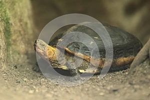 Chinese box turtle