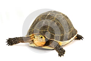 Chinese Box Turtle