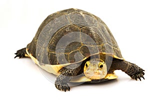 Chinese Box Turtle