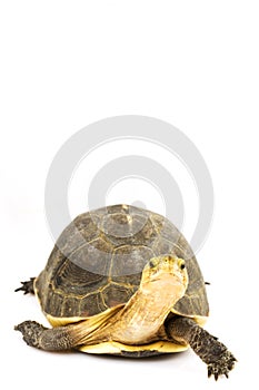 Chinese Box Turtle