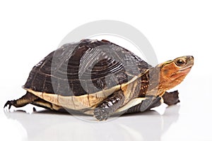 Chinese box turtle