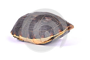 Chinese box turtle, Cuora flavomarginata