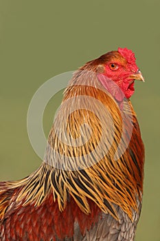 Chinese Brahma Cockerel