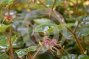 Chinese bramble Rubus tricolor budding flowers