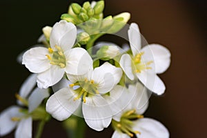 Chinese Broccoli Flower