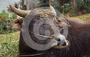 Chinese buffalo portrait
